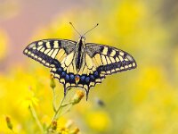 Butterfly Swallowtail on yellow background  Old World swallowtail butterfly (Papilio machaon) perched on yellow flower with blurred background : Peloponnese, Peloponnesos, adult, animal, antenna, background, beautiful, beauty, biology, black, bright, butterfly, close, closeup, color, colorful, day, elegance, fauna, field, floral, flower, foreground, grace, greece, green, horizontal, insect, lepidoptera, machaon, meadow, nature, old, one, outdoors, papilio, pattern, plant, spring, summer, swallowtail, wild, wildlife, wing, world, yellow