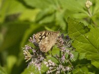 Pararge aegeria 105, Bont zandoogje, Saxifraga-Jan van der Straaten