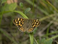 Pararge aegeria 45, Bont zandoogje, Saxifraga-Jan van der Straaten