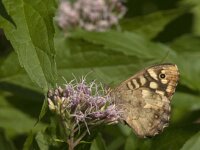 Pararge aegeria 91, Bont zandoogje, Saxifraga-Jan van der Straaten