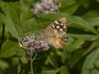 Pararge aegeria 93, Bont zandoogje, Saxifraga-Jan van der Straaten