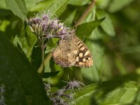 Pararge aegeria 94, Bont zandoogje, Saxifraga-Jan van der Straaten