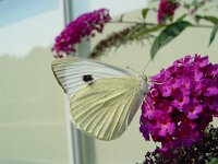 Pieris brassicae 22, Groot koolwitje, Vlinderstichting-Henk Bosma