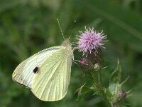 Pieris brassicae 23, Groot koolwitje, Vlinderstichting-Kars Veling