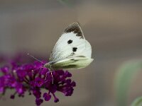 Pieris brassicae 3, Groot koolwitje, Vlinderstichting-Henk Bosma