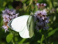 Pieris brassicae 34, Groot koolwitje, Saxifraga-Bart Vastenhouw