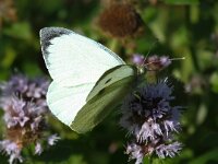 Pieris brassicae 35, Groot koolwitje, Saxifraga-Bart Vastenhouw