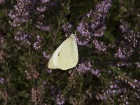 Pieris brassicae 43, Groot koolwitje, Saxifraga-Willem van Kruijsbergen