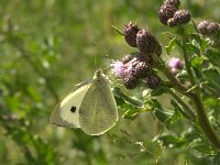Pieris brassicae 8, Groot koolwitje, Vlinderstichting-Kars Veling