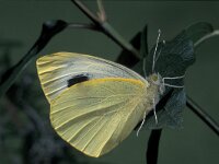 Pieris cheiranthi 3, Canarisch koolwitje, Saxifraga-Frits Bink