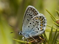 Plebeius idas 18, Vals heideblauwtje, Saxifraga-Jan van der Straaten