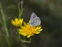 Butterfly Idas blue on yellow flower  Plebeius idas : animal, butterfly, fauna, flower, Idas blue, insect, natural, nature, Plebeius idas, yellow