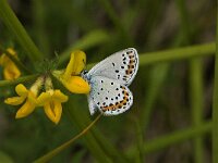 Plebeius idas 8, Vals heideblauwtje, male, Saxifraga-Jan van der Straaten