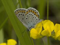 Plebeius idas 9, Vals heideblauwtje, male, Saxifraga-Jan van der Straaten