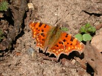 Polygonia c-album 10, Gehakkelde aurelia, Saxifraga-Mark Zekhuis
