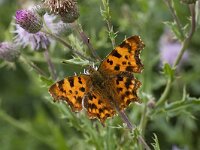 Polygonia c-album 12, Gehakkelde aurelia, Vlinderstichting-Henk Bosma