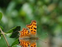 Polygonia c-album 13, Gehakkelde aurelia, Vlinderstichting-Jaap Bouwman
