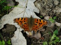 Polygonia c-album 18, Gehakkelde aurelia, Vlinderstichting-Jaap Bouwman