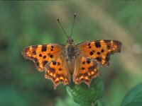 Polygonia c-album 22, Gehakkelde aurelia, Vlinderstichting-Kars Veling