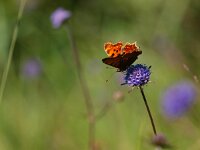 Polygonia c-album 32, Gehakkelde aurelia, Saxifraga-Rudmer Zwerver