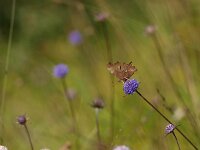 Polygonia c-album 33, Gehakkelde aurelia, Saxifraga-Rudmer Zwerver