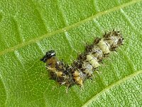 Gehakkelde aurelia N4138 : Polygonia c-album, Gehakkelde aurelia, caterpillar