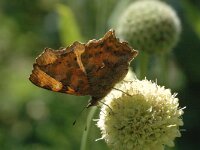 Polygonia c-album 4, Gehakkelde aurelia, Saxifraga-Marijke Verhagen