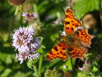 Polygonia c-album 46, Gehakkelde aurelia, Saxifraga-Bart Vastenhouw