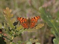 Polygonia c-album 49, Gehakkelde aurelia, Saxifraga-Bas Klaver