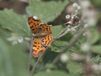 Polygonia c-album 50, Gehakkelde aurelia, Saxifraga-Mark Zekhuis