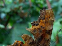 Polygonia c-album 8, Gehakkelde aurelia, Vlinderstichting-Fons Bongers