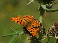 Polygonia c-album 9, Gehakkelde aurelia, Saxifraga-Jan van der Straaten
