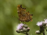 Polygonia c-album, f hutchinsoni 29, Gehakkelde aurelia, male, Saxifraga-Jan van der Straaten