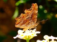 Polygonia egea 6, Zuidelijke aurelia, Saxifraga-Joep Steur