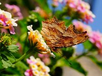 Polygonia egea 7, Zuidelijke aurelia, Saxifraga-Joep Steur
