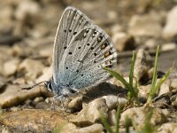 Polyommatus amandus 10, Wikkeblauwtje, male, Saxifraga-Jan van der Straaten