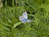 Polyommatus amandus 11, Wikkeblauwtje, male, Saxifraga-Jan van der Straaten