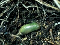 Polyommatus amandus 12, Wikkeblauwtje, pupa, Saxifraga-Frits Bink