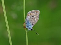 Polyommatus amandus 17, Wikkeblauwtje, Vlinderstichting-Albert Vliegenthart