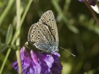 Polyommatus amandus 23, Wikkeblauwtje, Saxifraga-Marijke Verhagen