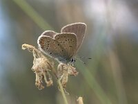 Polyommatus amandus 24, Wikkeblauwtje, Vlinderstichting-Kars Veling