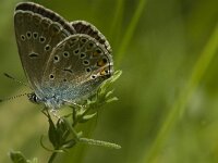 Polyommatus amandus 25, Wikkeblauwtje, female, Saxifraga-Jan van der Straaten