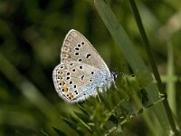 Polyommatus amandus 26, Wikkeblauwtje, Saxifraga-Willem van Kruijsbergen