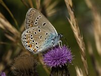 Polyommatus amandus 3, Wikkeblauwtje, female, Saxifraga-Jan van der Straaten