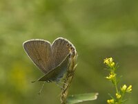 Polyommatus amandus 30, Wikkeblauwtje, female, Saxifraga-Jan van der Straaten