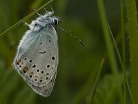 Polyommatus amandus 31, Wikkeblauwtje, Saxifraga-Jan van der Straaten