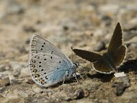 Polyommatus amandus 33, Wikkeblauwtje, male and female, Saxifraga-Jan van der Straaten