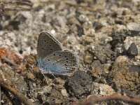 Polyommatus amandus 35, Wikkeblauwtje, Saxifraga-Jan van der Straaten