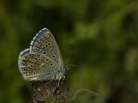 Polyommatus amandus 36, Wikkeblauwtje, Saxifraga-Jan van der Straaten