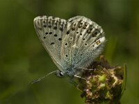 Polyommatus amandus 37, Wikkeblauwtje, male, Saxifraga-Jan van der Straaten